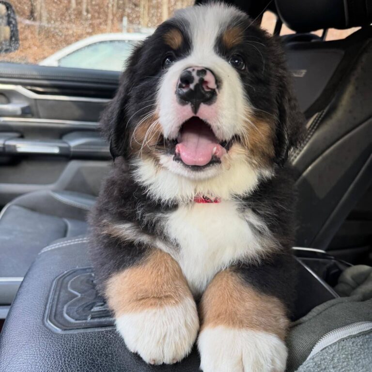 Rufus, a male Bernese Mountain Dog puppy, photo 4
