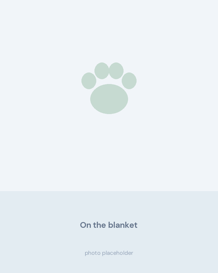 Bernese Mountain Dog puppy lying on a soft blanket with a thick tricolour coat