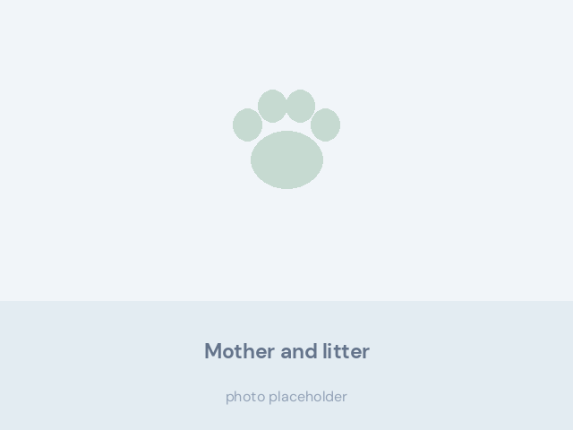 Adult Bernese Mountain Dog lying beside her young puppies indoors