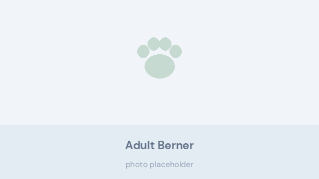Calm adult Bernese Mountain Dog sitting and looking towards its owner