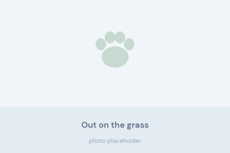Bernese Mountain Dog puppy walking on grass with an adult dog nearby