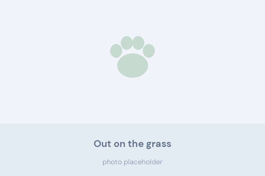 Bernese Mountain Dog puppy walking on grass with an adult dog nearby
