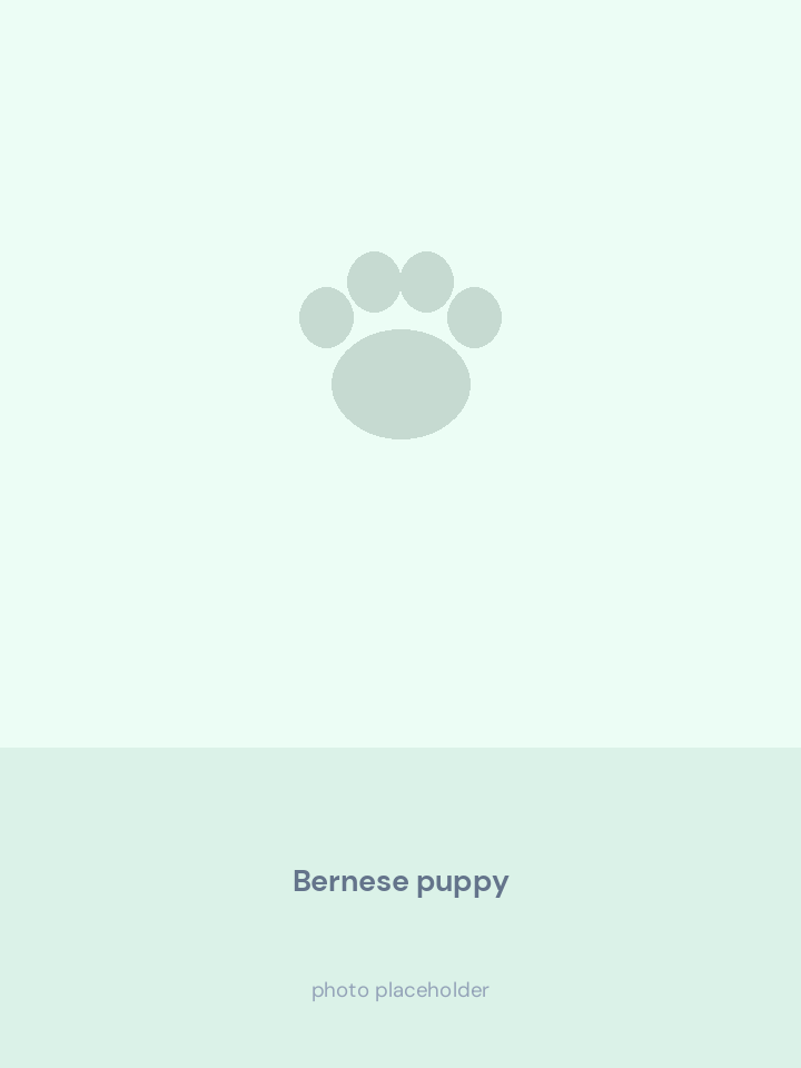 Bernese Mountain Dog puppy with a tricolour coat sitting calmly indoors