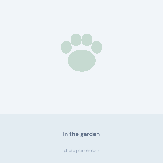 Bernese Mountain Dog puppy exploring the garden on a summer afternoon