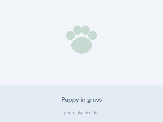 Fluffy black, white and rust Bernese Mountain Dog puppy standing in grass