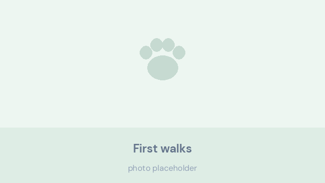 Young Bernese Mountain Dog puppy walking on soft grass