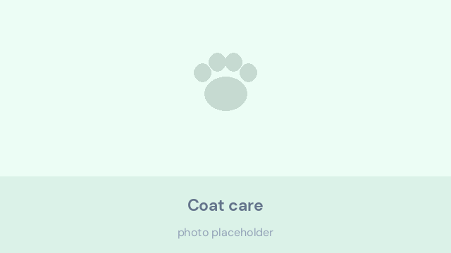Thick tricolour coat of a Bernese Mountain Dog being brushed